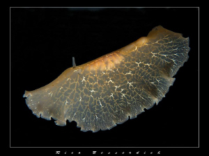 Flying Flatworm by Rico Besserdich 